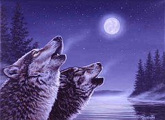 Wolf 3